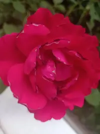IMG20210530190546.webp
