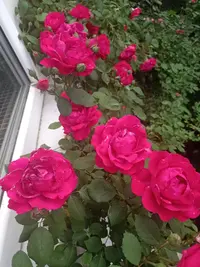 IMG20210530190539.webp
