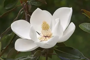 Magnoliya-79.webp