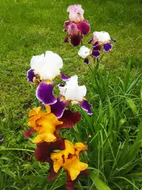 IMG_20210601_105041.webp