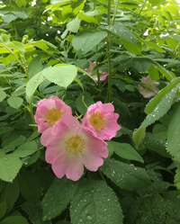 IMG_20210601_154747.webp