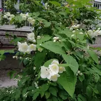 IMG_20210602_133325.webp