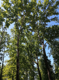 IMG_20210604_124414_resize_88.webp