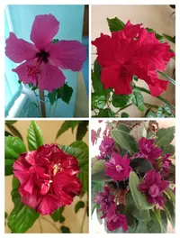 IMG_20210604_141255.webp