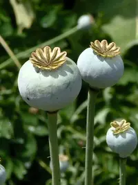 papaver-somniferum-fr-pdrobot-b.webp