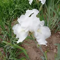 IMG_20210605_151057.webp