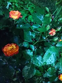 IMG_20210610_052855.webp