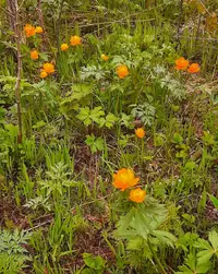 Screenshot_20210610-202958_Gallery.webp