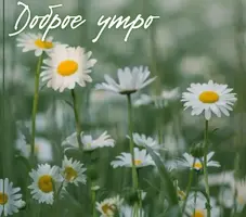 Screenshot_2021-06-11-07-46-35-87_68e74cc0265513bba3f4cf8e2c9891fe.webp
