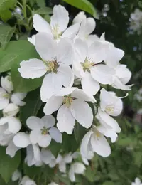 Screenshot_20210611-153313_Gallery.webp