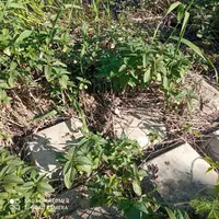 IMG_20210612_093821_compress40.webp