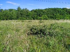 IMG_20210608_170040_resize_51.webp