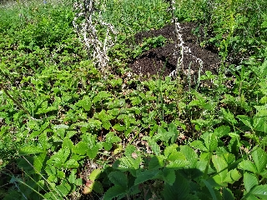 IMG_20210608_150924_resize_42.webp