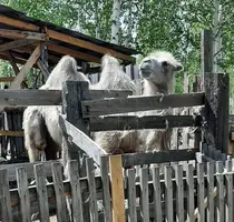 Screenshot_20210613-180034_Gallery.webp