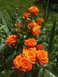 IMG_20210616_133829.webp