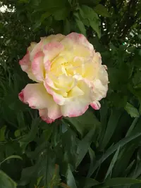 IMG_20210616_180217.webp