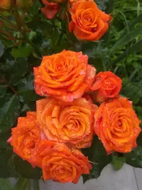 IMG_20210617_130643.webp