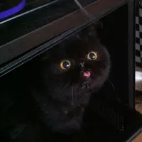 hmZpzsRPdHw.webp