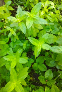 IMG_20210618_110928.webp