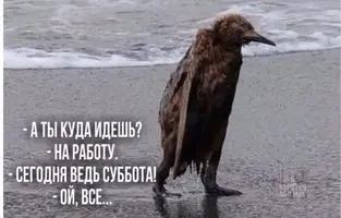 18524.webp