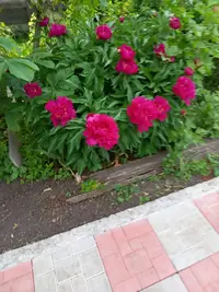IMG-20210619-WA0004.webp