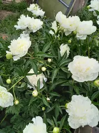 IMG-20210619-WA0009.webp