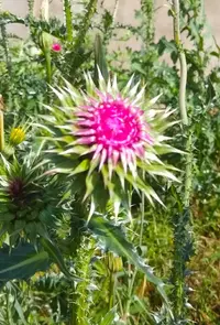 IMG_20210620_161517.webp