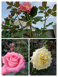 IMG_20210620_172553.webp