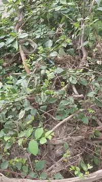 VideoCapture_20210622-131220.webp