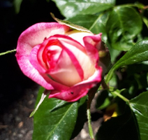 20210622_152651.webp