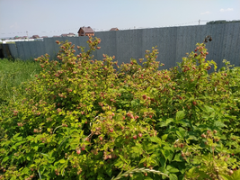 IMG_20210624_111909_resize_33.webp