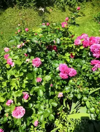 Screenshot_20210624_181040.webp