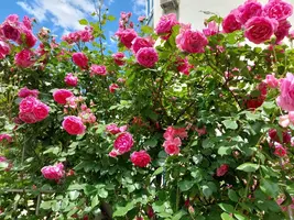20210616_135333.webp
