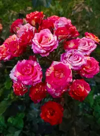 IMG_20210626_001812.webp