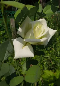 Screenshot_20210627_194021.webp