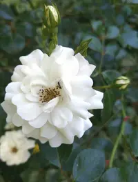 Screenshot_20210628_153910.webp