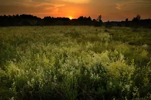 _DSC0013.webp