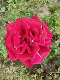 0_IMG20210628121952.webp
