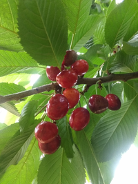 IMG_20210702_150557.webp