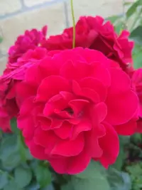 IMG_20210701_193628.webp