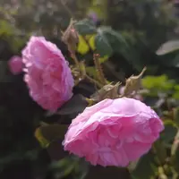 fa4Y3oPEhuc.webp