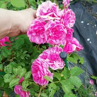 IMG_20210703_120333.webp