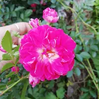 IMG_20210703_120427.webp