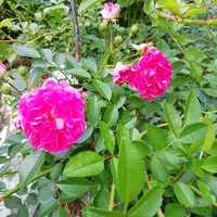 IMG_20210703_120433.webp