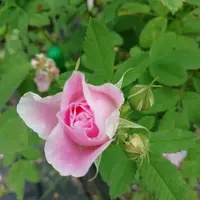 IMG_20210703_172955.webp