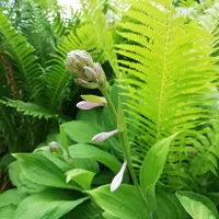 IMG_20210704_092109.webp