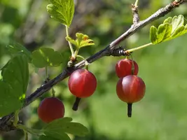 витамины.webp