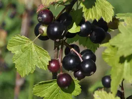 чёрная  смородина.webp
