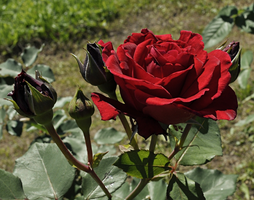 Роза.webp