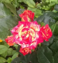 IMG_20210705_175947.webp